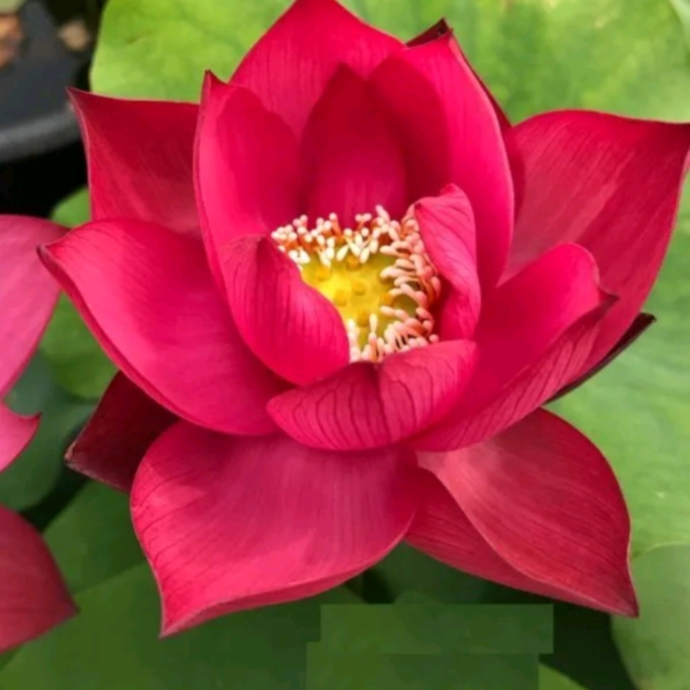 (Not For Sale) Lotus Flower Representing the Strength of Women Overcoming Any Ob